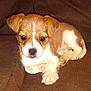 animal, beagle, boxer, bulldog, canine, chihuahua, cockerspaniel, couch, dog, furniture, hound, papillon, pet, puppy, snout, terrier