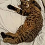 cat, tabby, pet, bed, blanket, paw, whiskers, fur, stripes, belly, stretching, lying_down, indoor, cute, relaxed, portrait, closeup, looking_at_camera, sleepy, bedding