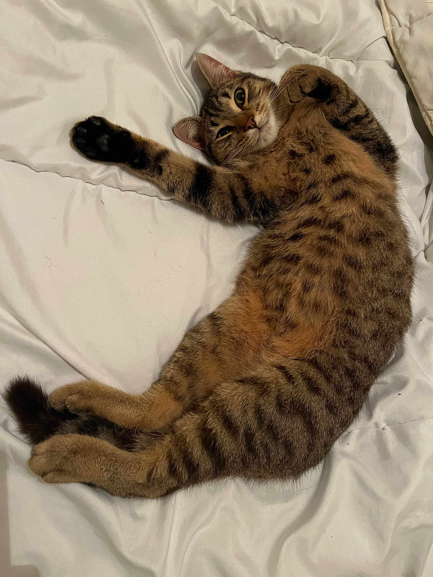 Tigrou participe au concours pour gagner de l'argent avec cette photo : cat, tabby, pet, bed, blanket, paw, whiskers, fur, stripes, belly, stretching, lying_down, indoor, cute, relaxed, portrait, closeup, looking_at_camera, sleepy, bedding