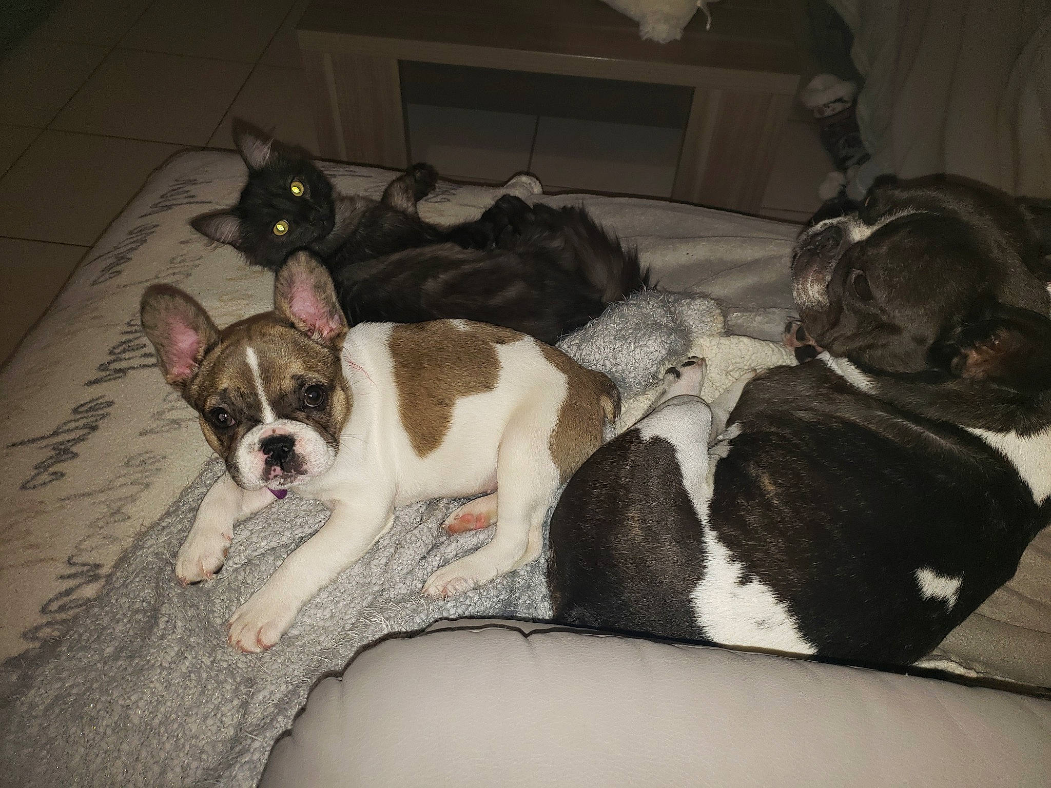 Nahia a rejoint le concours — aidez-le/la à gagner de superbes lots ! boston_terrier, canidae, carnivore, companion_dog, dog, dog_breed, ear, fawn, french_bulldog, mammal, non_sporting_group, puppy, puppy_love, snout, sporting_group, vertebrate