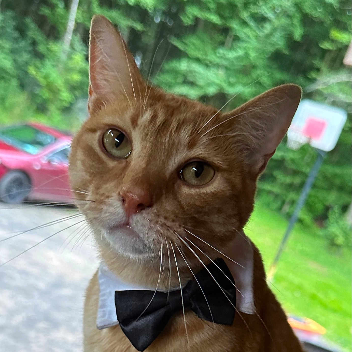 Oliver