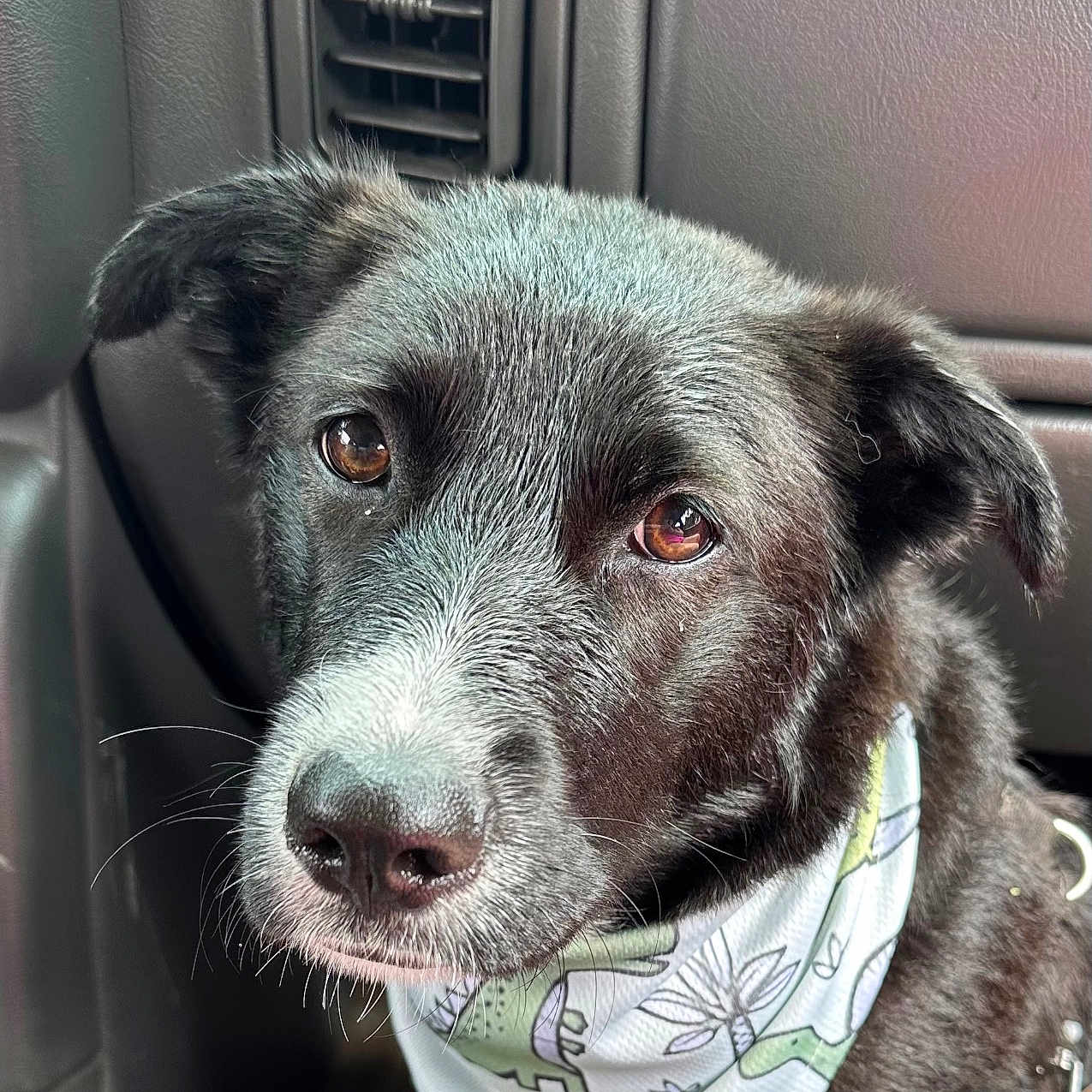 Charlotte joined the competition — help win amazing prizes! accessories, animal, ball, bandana, belt, canine, cushion, dog, football, headband, homedecor, hound, husky, labradorretriever, pet, pointer, puppy, snout, transportation, vehicle