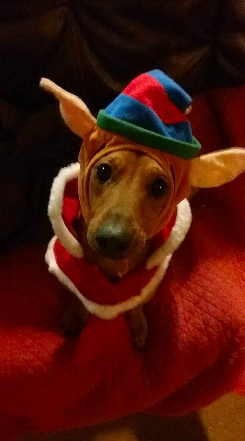 Dusty Dawg is registered to the contest to win money with this photo: cap, carnivore, companion_dog, costume_hat, dog, dog_breed, dog_clothes, dog_supply, ear, eye, fawn, happy, hat, head, selfie, smile, snout, whiskers, wood, working_animal