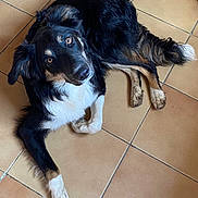 Chrystelle Bacquet a rejoint le concours — aidez-le/la à gagner de superbes lots ! accessories, animal, canine, clothing, cockerspaniel, dog, flagstone, footwear, hardwood, hound, husky, path, pet, puppy, shoe, slate, strap, tile, walkway, wood