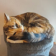 Vedette a rejoint le concours — aidez-le/la à gagner de superbes lots ! cat, tabby, pet, feline, sleeping, curled_up, tail, whiskers, ears, fur, indoor, cozy, resting, perch, gray, soft, animal, cute, domestic, relaxed