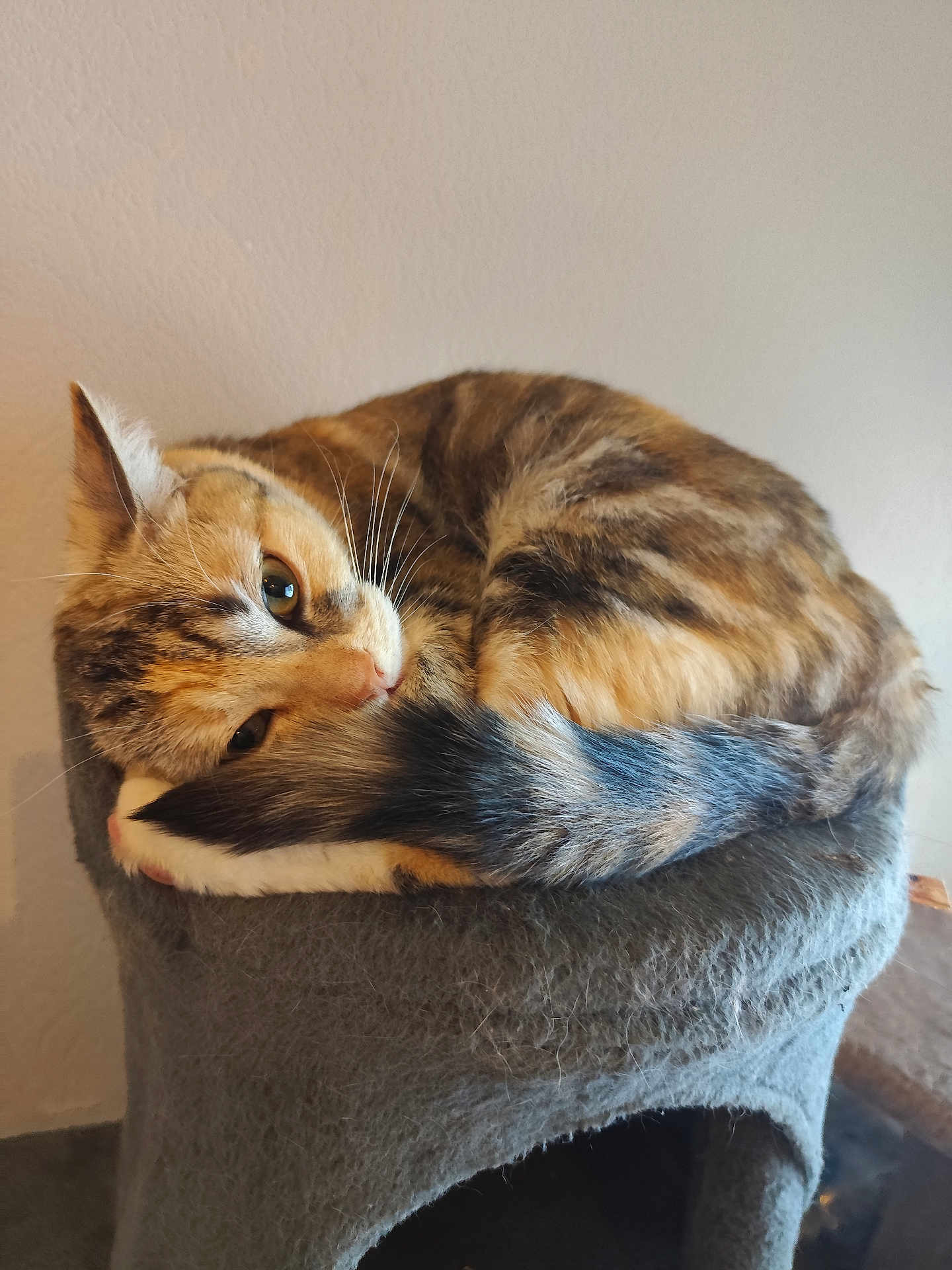 Vedette a rejoint le concours — aidez-le/la à gagner de superbes lots ! cat, tabby, pet, feline, sleeping, curled_up, tail, whiskers, ears, fur, indoor, cozy, resting, perch, gray, soft, animal, cute, domestic, relaxed