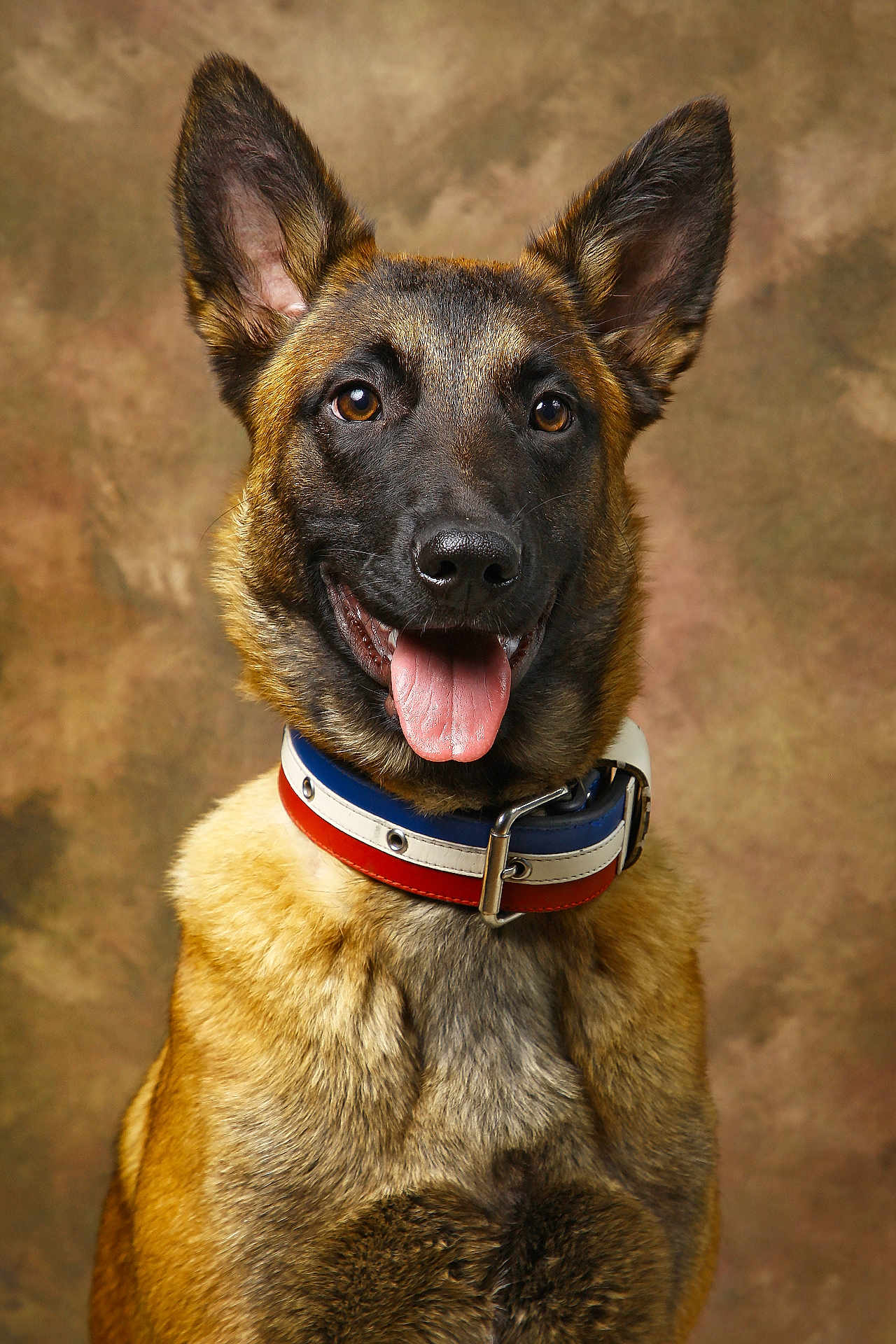 Alma a rejoint le concours — aidez-le/la à gagner de superbes lots ! dog, canine, portrait, studio, collar, tongue_out, ears_up, brown_fur, black_mask, close_up, pet, alert, happy, sitting, fur, brown_background, photography, animal, domestic_animal, smiling