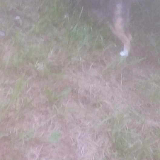 Beck joined the competition — help win amazing prizes! canidae, darkness, fawn, felidae, flooring, grass, grassland, groundcover, landscape, pasture, plant, shrub, small_to_medium_sized_cats, soil, sporting_group, tail, terrestrial_animal, wildlife, wood, yard