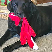 Cooper is registered to the contest to win money with this photo: dog, black_dog, labrador, pet, plush_toy, red_toy, indoor, carpet, basket, wood_cabinet, toy, lying_down, portrait, face, paw, muzzle, fur, pet_bed, household, cute
