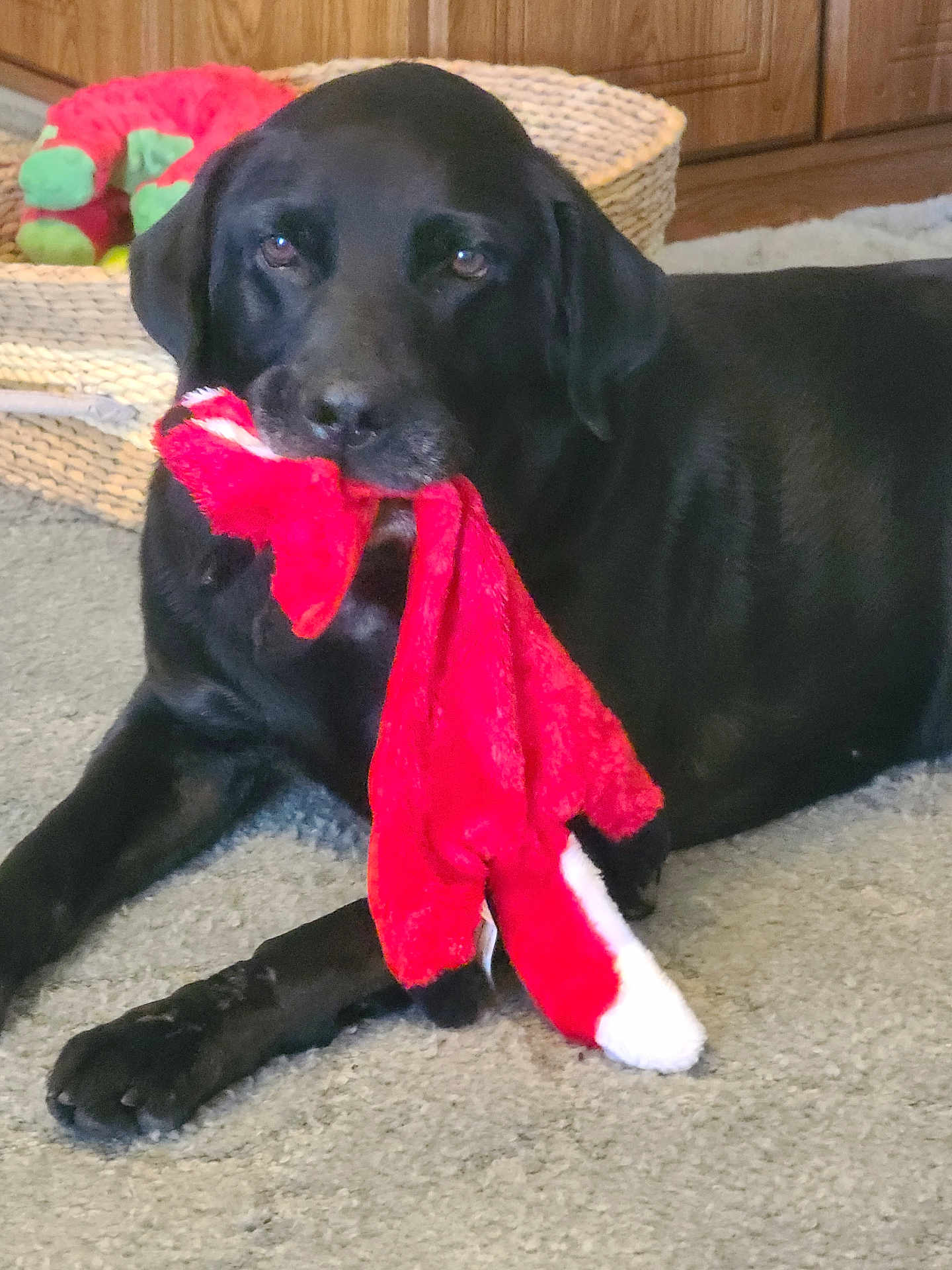 Cooper is registered to the contest to win money with this photo: dog, black_dog, labrador, pet, plush_toy, red_toy, indoor, carpet, basket, wood_cabinet, toy, lying_down, portrait, face, paw, muzzle, fur, pet_bed, household, cute