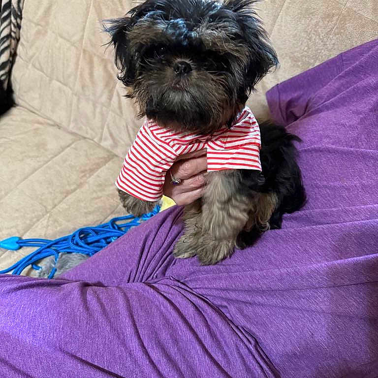 Cornelius joined the competition — help win amazing prizes! affenpinscher, animal, bed, bedroom, blanket, canine, couch, cushion, dog, furniture, homedecor, indoors, pet, poodle, puppy, room, terrier