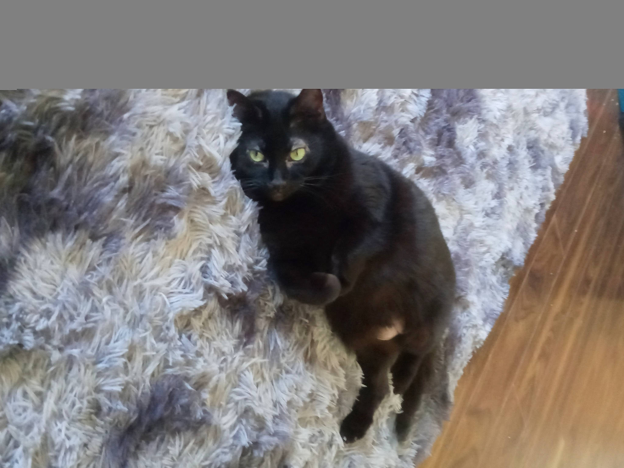 Booboo joined the competition — help win amazing prizes! black_cat, bombay, carnivore, cat, claw, dog_breed, domestic_short_haired_cat, felidae, flooring, fur, hardwood, plank, small_to_medium_sized_cats, tail, terrestrial_animal, varnish, whiskers, wildlife, wood, wood_stain