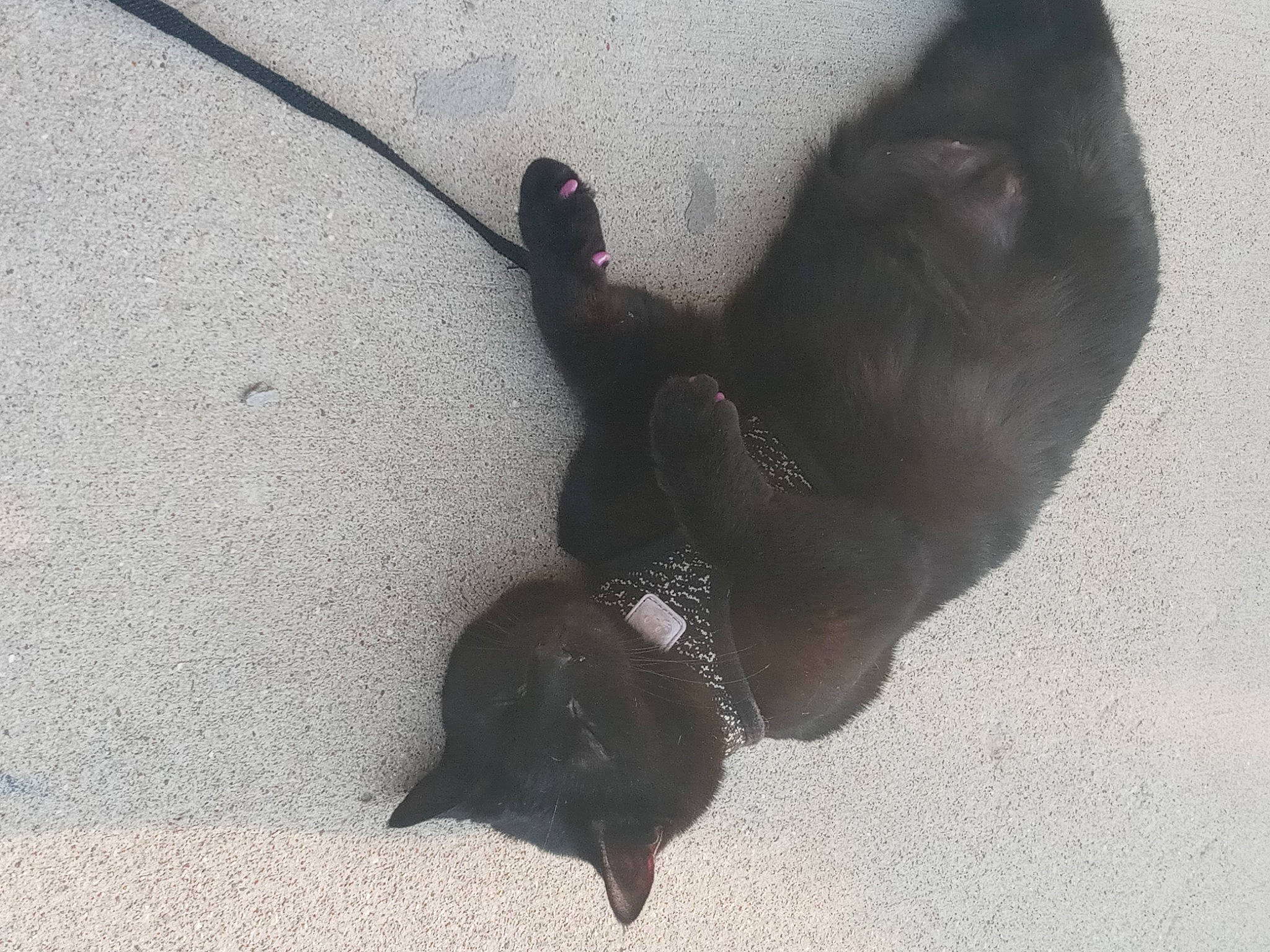 Booboo joined the competition — help win amazing prizes! asphalt, black_cat, carnivore, claw, concrete, dog, dog_breed, felidae, flooring, fur, grey, non_sporting_group, paw, road_surface, shadow, small_to_medium_sized_cats, tail, tar, terrestrial_animal, whiskers