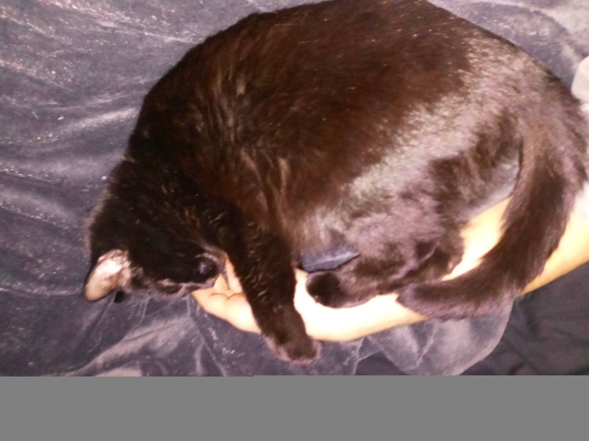 Booboo is registered to the contest to win money with this photo: canidae, carnivore, comfort, companion_dog, dog, dog_breed, electric_blue, fawn, fur, liver, metal, snout, sporting_group, tail, terrestrial_animal, whiskers, working_animal