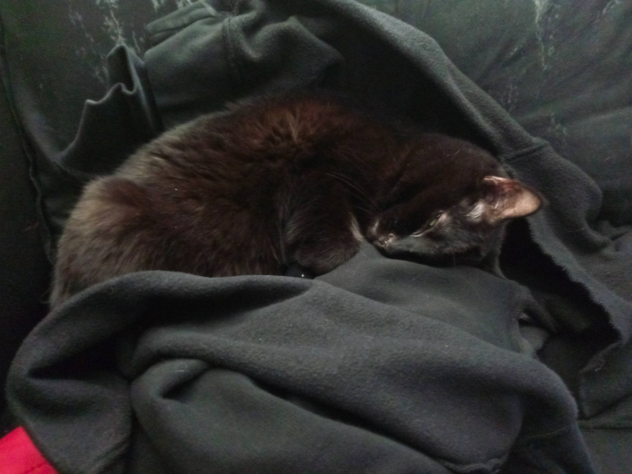 Booboo joined the competition — help win amazing prizes! brown, canidae, carnivore, cat, comfort, darkness, dog_breed, domestic_short_haired_cat, felidae, fur, grey, linens, liver, nap, small_to_medium_sized_cats, snout, tail, textile, tints_and_shades, whiskers