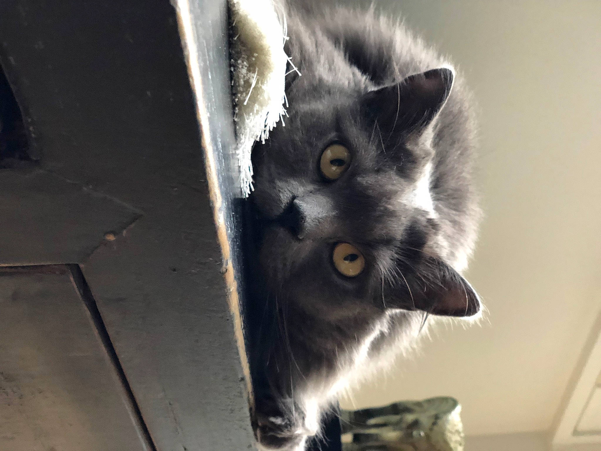 Ozzy participe au concours pour gagner de l'argent avec cette photo : black_cat, carnivore, cat, claw, domestic_short_haired_cat, felidae, fur, grey, monochrome_photography, paw, small_to_medium_sized_cats, snout, tail, terrestrial_animal, whiskers, window, wood