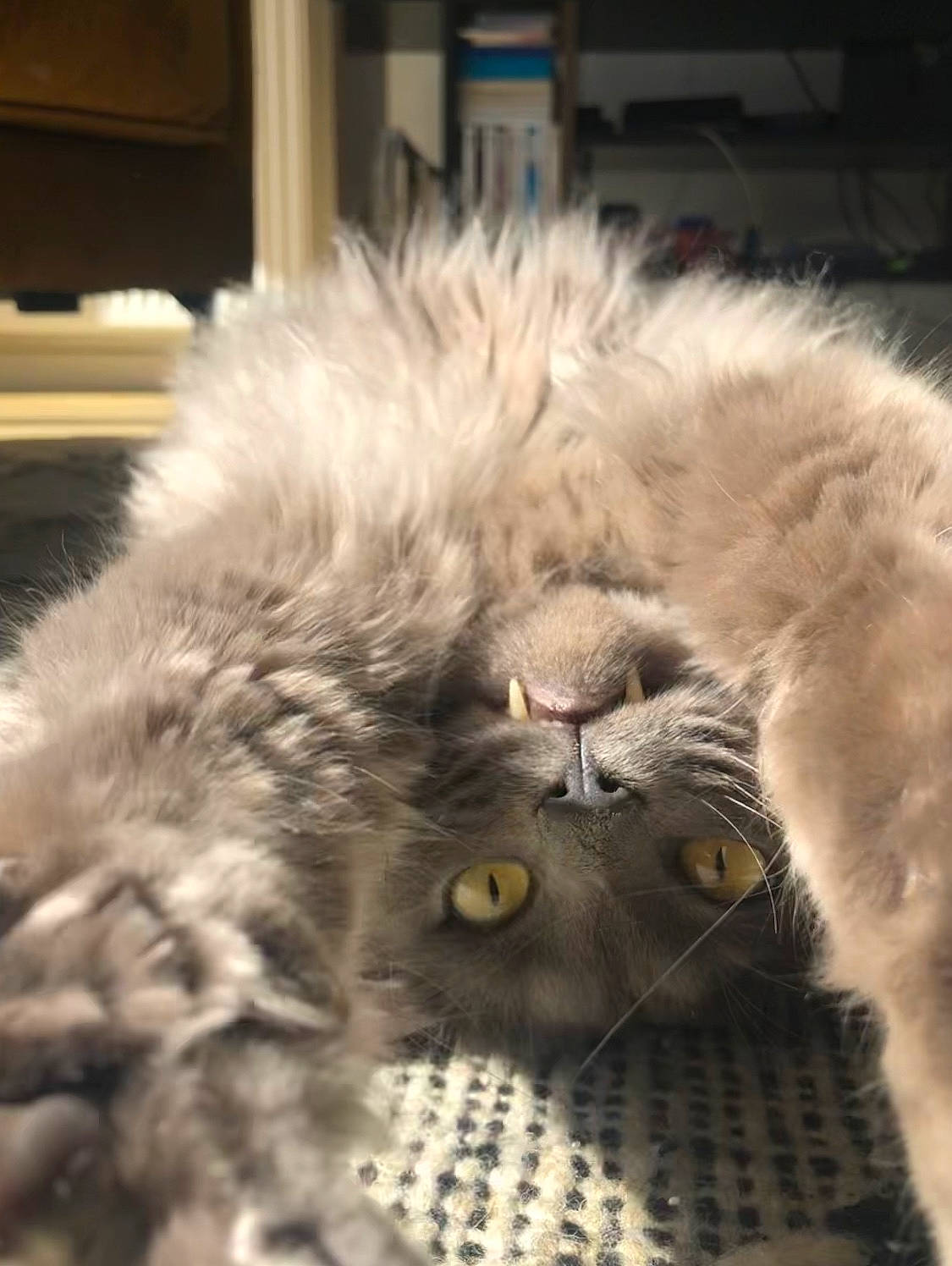 Ozzy a rejoint le concours — aidez-le/la à gagner de superbes lots ! british_longhair, carnivore, cat, claw, domestic_short_haired_cat, felidae, fur, nap, paw, sleep, small_to_medium_sized_cats, snout, tail, terrestrial_animal, whiskers