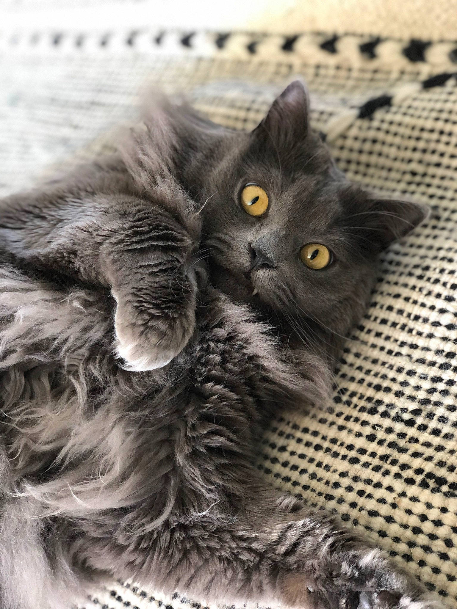 Ozzy a rejoint le concours — aidez-le/la à gagner de superbes lots ! black_cat, carnivore, cat, cat_toy, chartreux, claw, domestic_short_haired_cat, felidae, fur, grey, monochrome_photography, paw, small_to_medium_sized_cats, snout, tail, whiskers, wildlife