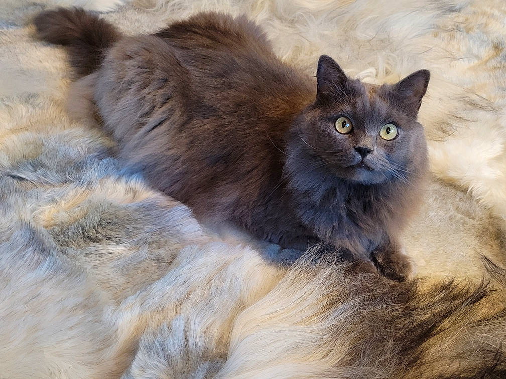 Ozzy participe au concours pour gagner de l'argent avec cette photo : british_longhair, carnivore, cat, fawn, felidae, fur, grey, iris, small_to_medium_sized_cats, snout, tail, terrestrial_animal, whiskers, wildlife