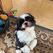 Elvis is registered to the contest to win money with this photo: dog, black_and_white, fluffy, pet, indoor, toy, carpet, floor, cute, small_dog, looking_up, playful, animal, fur, ears, eyes, nose, paws, home, canine