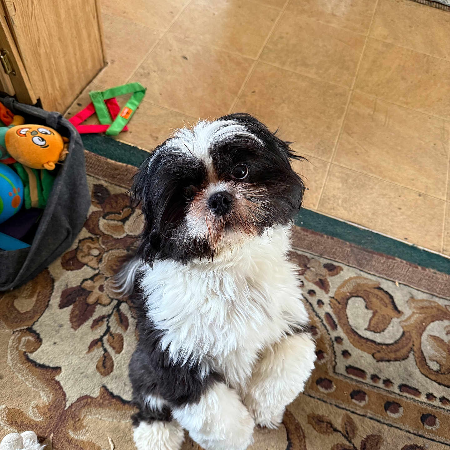 Elvis
