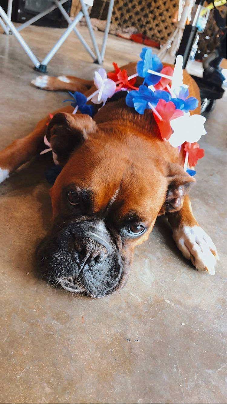 Ava Dawn is registered to the contest to win money with this photo: boxer, canidae, carnivore, companion_dog, dog, dog_breed, dog_supply, fawn, fur, liver, paw, puppy, snout, sporting_group, terrestrial_animal, toy_dog, whiskers, working_animal, working_dog, wrinkle