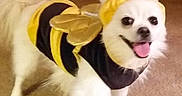Claire Angel joined the competition — help win amazing prizes! animal, bee, canine, carpet, costume, cute, dog, domestic_animal, dress_up, furry, happy, indoor, mammal, pet, small_dog, smiling, standing, tongue_out, white_dog, yellow