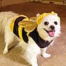 animal, bee, canine, carpet, costume, cute, dog, domestic_animal, dress_up, furry, happy, indoor, mammal, pet, small_dog, smiling, standing, tongue_out, white_dog, yellow