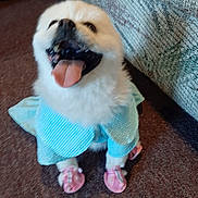 Claire Angel is registered to the contest to win money with this photo: animal, carpet, clothing, couch, cute, dog, dress, fabric, footwear, furniture, happy, indoor, pattern, pet, shoes, small_dog, smiling, textile, tongue_out, white_fur