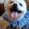 Claire Angel is registered to the contest to win money with this photo: animal_portrait, blue_dress, checkered_pattern, close_up, couch, cute_pet, dog, dog_shoes, fluffy, friendly, happy_dog, home_interior, indoor, joyful, pet, pet_clothing, small_dog, smiling_dog, tongue_out, white_dog