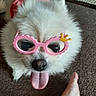 Claire Angel joined the competition — help win amazing prizes! accessory, animal, carpet, close_up, companion, cute, dog, fluffy, foot, funny, glasses, household, indoor, pet, pink_glasses, playful, portrait, small_dog, tongue_out, white_dog