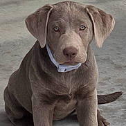 Nella Rose is registered to the contest to win money with this photo: animal, calm, canine, collar, concrete_floor, curious, cute, dog, ears, front_view, gray_dog, leaf, outdoor, paws, pet, portrait, puppy, sitting, tail, young_dog