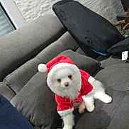 Voltaire participe au concours pour gagner de l'argent avec cette photo : animal, christmas_costume, couch, cozy, cushion, cute, dog, festive, fur, furniture, holiday, home, indoor, pet, puppy, red_clothing, santa_outfit, seated, small_dog, white_dog
