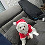animal, christmas_costume, couch, cozy, cushion, cute, dog, festive, fur, furniture, holiday, home, indoor, pet, puppy, red_clothing, santa_outfit, seated, small_dog, white_dog