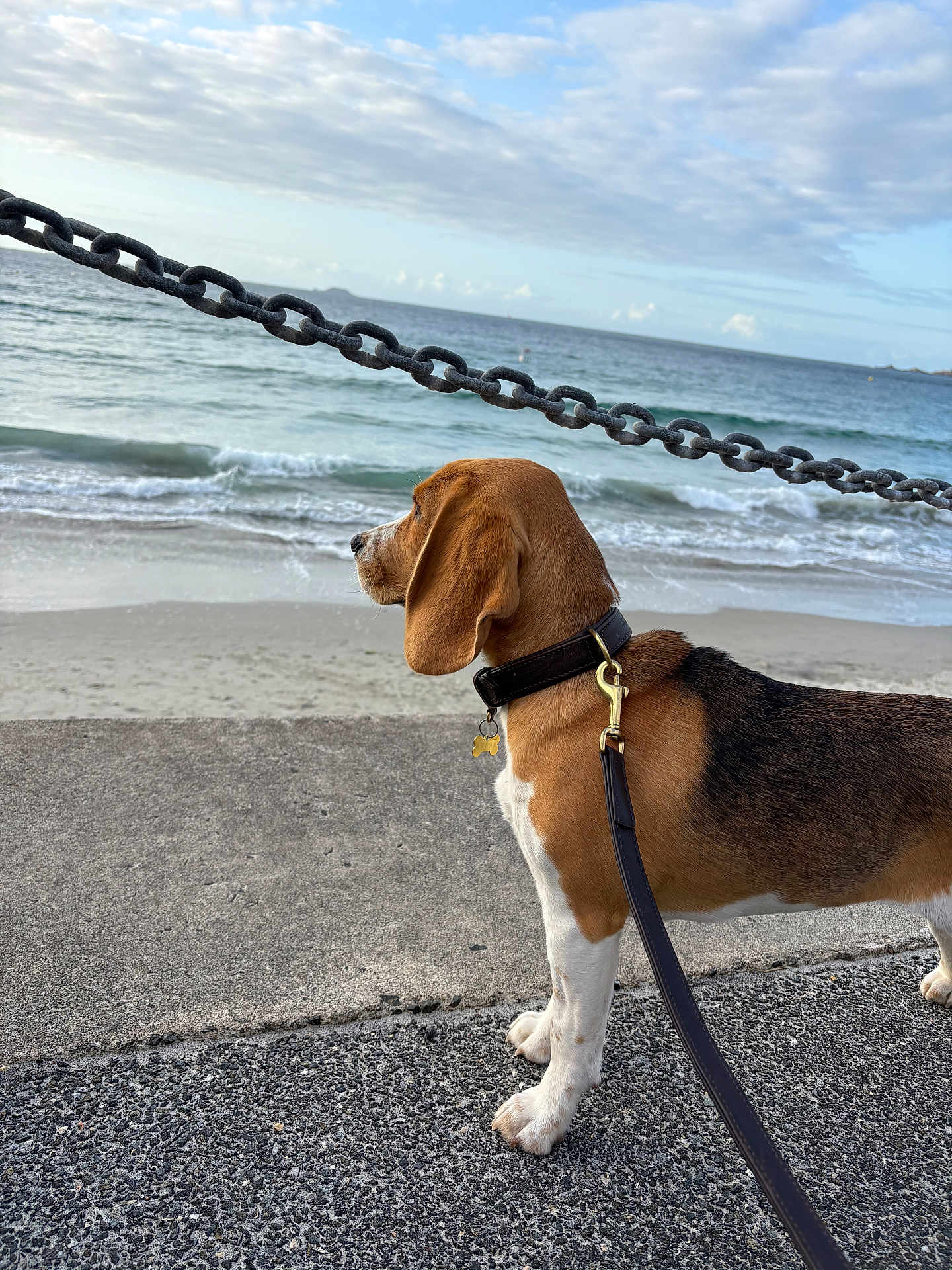 Abel a rejoint le concours — aidez-le/la à gagner de superbes lots ! beagle, dog, leash, collar, chain, ocean, waves, beach, sand, sidewalk, sky, clouds, outdoor, pet, animal, sea, water, nature, walking, curious