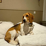Abel participe au concours pour gagner de l'argent avec cette photo : beagle, dog, bed, white_towel, white_sheet, indoor, pet, animal, furniture, collar, resting, brown, white, tan, ears, portrait, calm, home, wall_art, lightbulb