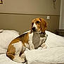 beagle, dog, bed, white_towel, white_sheet, indoor, pet, animal, furniture, collar, resting, brown, white, tan, ears, portrait, calm, home, wall_art, lightbulb