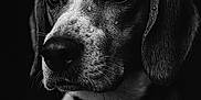 Abel participe au concours pour gagner de l'argent avec cette photo : dog, portrait, black_and_white, close_up, water_droplets, animal, pet, collar, wet_fur, beagle, expression, dark_background, muzzle, ears, whiskers, fur_texture, sad, detailed, monochrome, studio_lighting