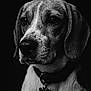 dog, portrait, black_and_white, close_up, water_droplets, animal, pet, collar, wet_fur, beagle, expression, dark_background, muzzle, ears, whiskers, fur_texture, sad, detailed, monochrome, studio_lighting