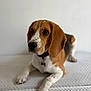 Abel participe au concours pour gagner de l'argent avec cette photo : dog, beagle, puppy, pet, animal, laying, white_background, collar, cute, ears, nose, fur, paw, looking_away, domestic_animal, young_dog, indoor, mammal, portrait, closeup