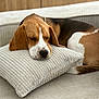 Abel participe au concours pour gagner de l'argent avec cette photo : dog, beagle, puppy, sleeping, cushion, sofa, indoor, cozy, brown, white, black, pet, resting, nap, fur, closeup, home, comfort, relaxation, animal