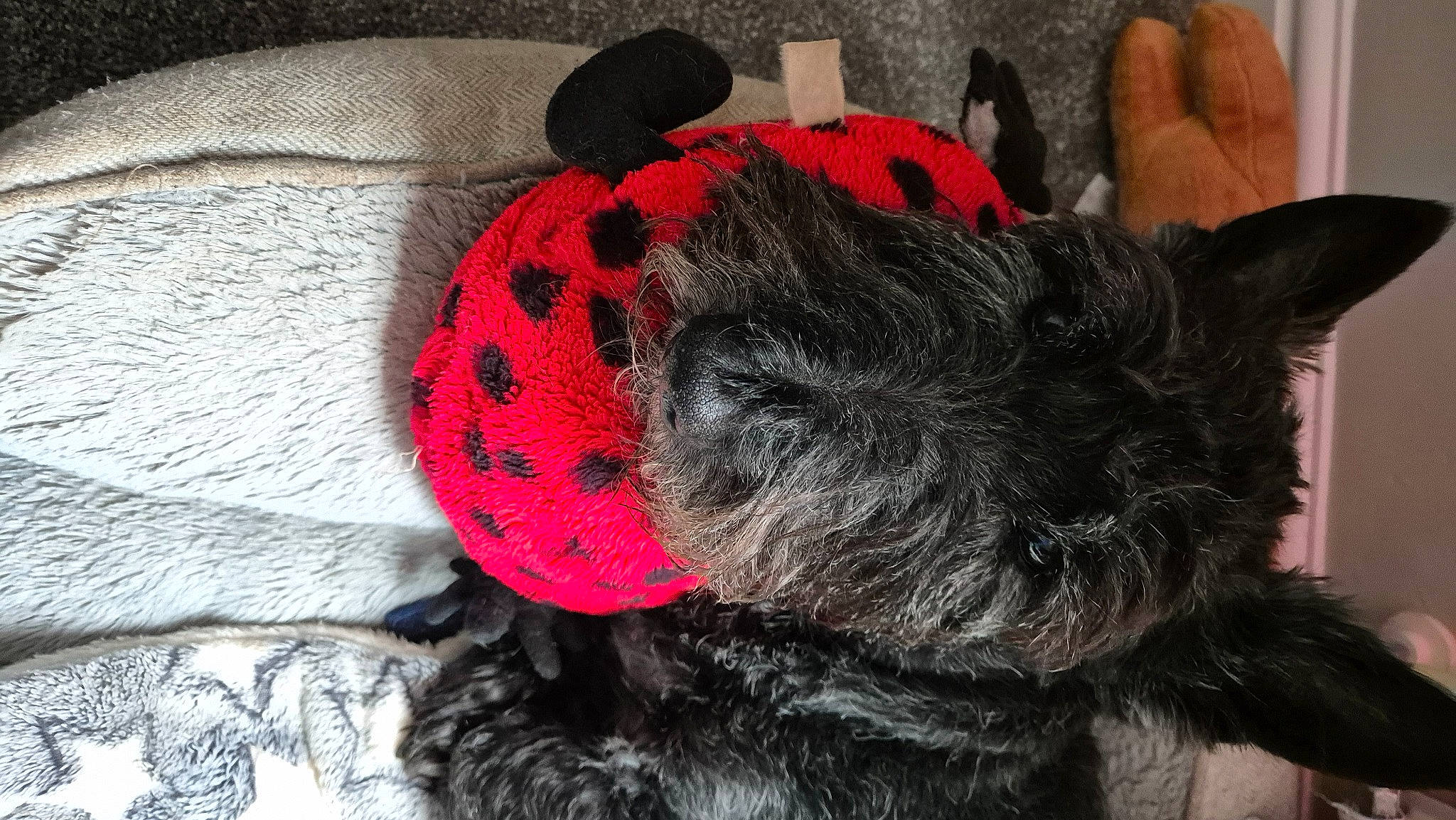 Toby joined the competition — help win amazing prizes! canidae, carmine, carnivore, collar, companion_dog, creative_arts, dog, dog_breed, dog_supply, fashion_accessory, felidae, fur, pet_supply, small_to_medium_sized_cats, snout, sporting_group, stuffed_toy, tail, toy, wool