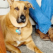 Zimar joined the competition — help win amazing prizes! animal, boots, brown, carpet, casual, collar, couch, dog, floor, furniture, home, indoor, jeans, legs, person, pet, relaxed, seated, tag, tan_dog