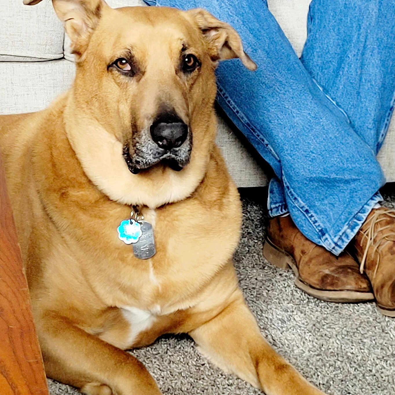 Zimar joined the competition — help win amazing prizes! animal, boots, brown, carpet, casual, collar, couch, dog, floor, furniture, home, indoor, jeans, legs, person, pet, relaxed, seated, tag, tan_dog