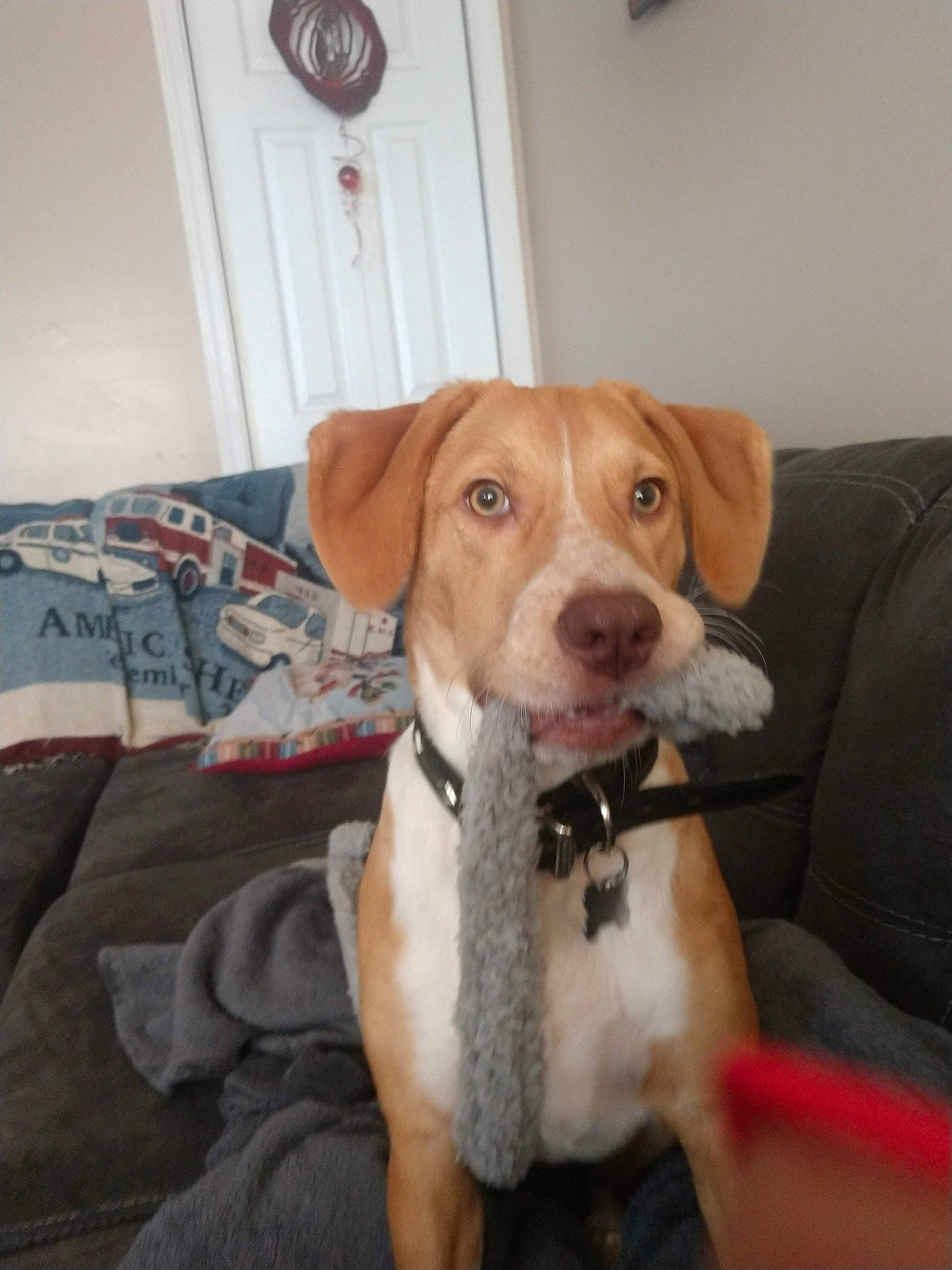 Punkin is registered to the contest to win money with this photo: canidae, carnivore, collar, comfort, companion_dog, couch, dog, dog_breed, dog_supply, door, fawn, flooring, fur, hardwood, hound, pet_supply, sporting_group, whiskers, wood, working_animal