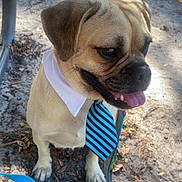 Yoshi Budti is registered to the contest to win money with this photo: dog, tie, collar, outdoor, dirt, leaves, sunlight, pet, animal, brown_dog, happy, tongue_out, sitting, close_up, daylight, cute, small_dog, business, accessory, park