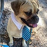 dog, tie, collar, outdoor, dirt, leaves, sunlight, pet, animal, brown_dog, happy, tongue_out, sitting, close_up, daylight, cute, small_dog, business, accessory, park