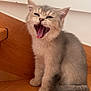 Aïko participe au concours pour gagner de l'argent avec cette photo : adorable, animal, cat, cute, ears, feline, floor, fur, gray_cat, indoor, kitten, mouth_open, pet, playful, sitting, small, whiskers, wooden_floor, yawning, young