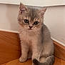 animal, cat, corner, curious, cute, domestic_animal, ears, feline, floor, fur, gray_fur, indoor, kitten, pet, sitting, small, tail, whiskers, wooden_floor, young