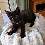 Koko is registered to the contest to win money with this photo: cat, kitten, black_cat, pet, animal, indoor, blanket, cat_tree, furniture, curious, cozy, living_room, soft_texture, playful, young_animal, domestic, cute, fur, eyes, resting